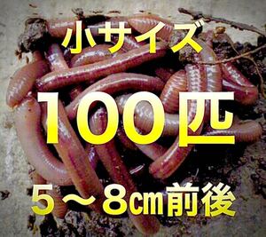 【 日火水金土のみ発送】 100匹　ドバミミズ 天然　ミミズ　エサ　生き餌　釣り餌　小サイズ　