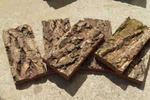 10枚　特殊コルク　2層　樹皮　コルク板　10×20ｃｍ（厚約10-15ｍｍ）洋蘭　ビカクシダ　platycerium　小型　ビカクシダ　ラン　コルク