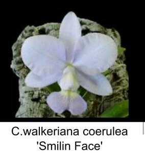 洋蘭原種 ST-193　C. walkeriana coerulea 