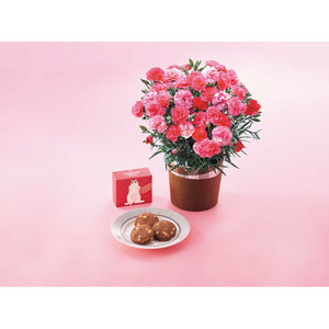 母の日専用 花 メッセージカード付 カーネーション鉢植え さくらもなか5号とCACAOCAT Bake ストロベリーのセット 24-6707-020