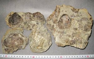 日本の化石　山口県下関市鍋島の貝化石セット/大型の二枚貝グリキメリスや巻貝バチラリアなど