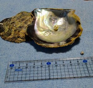 宇和島産アコヤ真珠貝とその中から採れた真珠　1