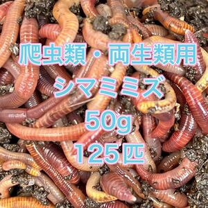 シマミミズ 爬虫類・両生類の餌用 50g 125匹