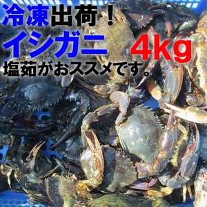 製造から半年のため30％OFF「食用イシガニ 石蟹４kg 冷凍発送のみ」 送料無料 店長漁獲の漁師直送品 松島牡蠣屋 離島沖縄対象外 ＢＢＱ 