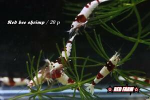 【RED FARM】特選 ☆彡 Red bee shrimp : 20P ☆彡 