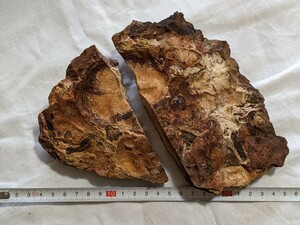 愛知県　知多半島のウニ化石　その他