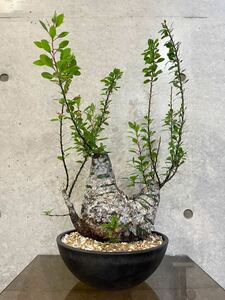 塊根幅20cm Fouquieria fasciculata フォークイエリア ファシクラータ 鉢口径25cm フォークイエリアファシクラータ