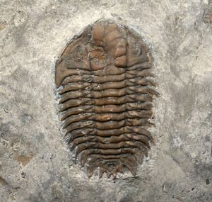 クシラビオン　オルドビス紀最希少三葉虫の完体化石　カナダ、オンタリオ州産