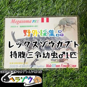 [25年ぶりの野外採集品]レックスゾウカブト三令幼虫1匹♂オス　管理番号23-45（旧アクティオンゾウカブト、アクテオンゾウカブト）