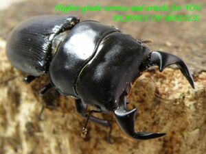 PLANET OF BEETLE1/5雲南！希少天然ドルクス リンビン♂40mm♀23mm完品ペア