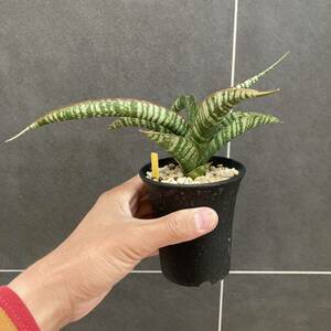 サンセベリア (cordva x pearsoni) x balliy サンスベリア sansevieria