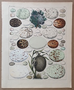 1843年 Oken 博物図鑑 手彩色 鋼版画 大判 ヨーロッパハチクマ アカトビ コアカゲラ エナガ ベニヒワ 卵 巣など53種 博物画