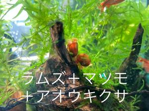 送料込み☆匿名配送　レッドラムズホーン　10匹＋αとマツモ　アオウキクサ　浮草　水草