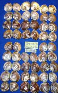 蛤　YS−0104−4　美しい模様　30mm26個　江戸前　貝合わせ　貝覆い　ハマグリ　貝殻　標本　材料
