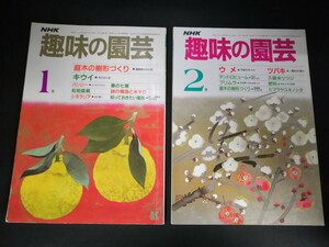 Ba1 13956 NHK 趣味の園芸 昭和61年1月号(No.154)・2月号(No.155) 2冊セット 庭木の樹形づくり キウイ/パンジー/松柏盆栽/ウメ/ツバキ 他