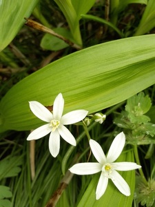 ☆細葉大甘菜☆ほそばおおあまな☆ホソバオオアマナ☆抜き苗☆