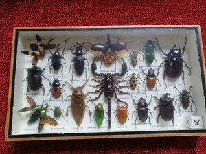 ◆ 昆虫標本 木箱入り ◆カブト虫/かぶとむし/色々な昆虫/ガラスケース/ 昆虫/いきもの大図鑑
