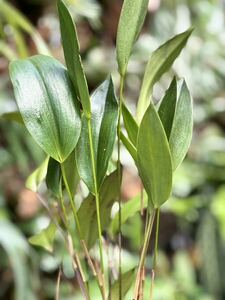 【vandaka】Pleurothallis lindenii プレウロタリス リンデニー 小型洋蘭 原種洋ラン ミニチュアオーキッド ペルー便 高山性