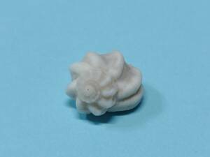 貝の標本 Cordarene armatura 13.2mm.W/O.花冠螺*