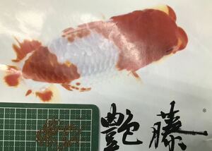 艶藤900グラム 沈下性1.2㎜(金魚 らんちゅう 東錦 琉金 オランダシシガシラ 熱帯魚 川魚 錦鯉)(増体 色揚げ 高嗜好性)バイオ科学株式会社