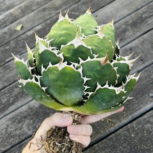 ★特選★ 特大ボール株 アガベ チタノタ FO076 【検索 titanota agave オテロイ 強棘 多肉植物 親株 宝珠 ヤバノタ Agave 