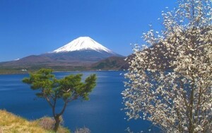 春の富士山と本栖湖の景色 絶景 風光明媚な景色 絵画風 壁紙ポスター 特大ワイド版921×576mm（はがせるシール式）030W1