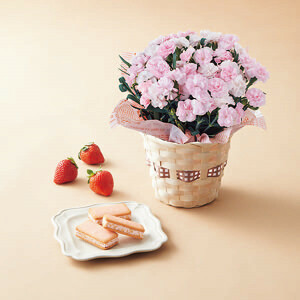 母の日専用 花 メッセージカード付 カーネーション鉢植え バンビーノ4号と苺きららのセット 24-6706-040