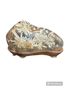 河　菊花石　原石　土台付　揖斐川産　キレイ　菊花柄がとても美しく出ています。 鑑賞石 天然石 原石 置物