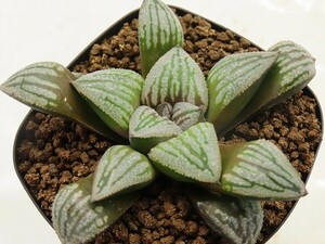 ■[W031]Crack(クラック)　ヤマト運輸 【多肉植物　Haworthia　ハオルチア　ハオルシア】