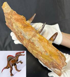 ◆スピノサウルス 化石 顎 牙/1億年前 恐竜 歯 爪/モロッコ ケムケム/これが最後！/ティラノサウルス カルカロドントサウルス好きに/950