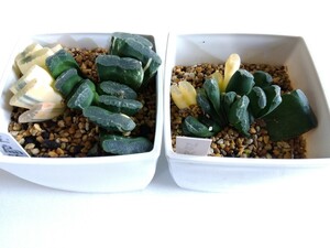 多肉植物、 ハオルチア 玉扇錦　２個セット