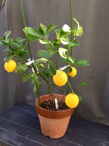 マイヤーレモン　416　鉢植えで結実します　　見た目を気にしない方向け　無農薬で育てています　柑橘