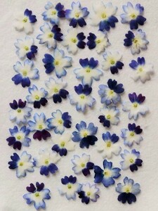 K-88　押し花 バーベナ ブルー・パープル 30枚 押し花素材 押し花アート 花材