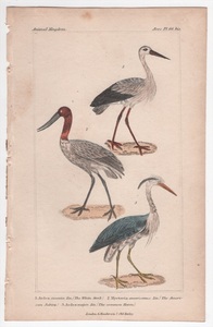 1837年 Cuvier Animal Kingdom 手彩色 鋼版画 コウノトリ科 シュバシコウ アメリカトキコウ サギ科 アオサギ 博物画