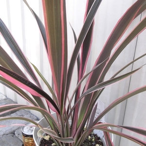 『ニューサイラン・ピンクストライプ＊Phormium pink stripe』５号　写真同等品