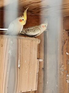 オカメインコ ルチノー×パール 卵3個セット