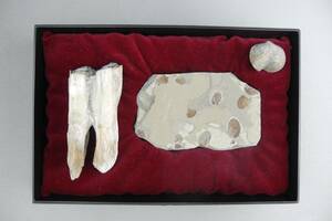 骨董化石 二齒馬牙化石 近瑪瑙化、古い貝化石 一個原体形、 一個片状形數個 3 點まとめて