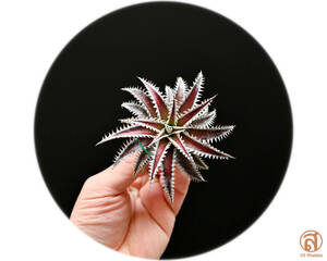 S-Dyckia -ディッキア-9-Red Lotus x Southern Star "mini clone"