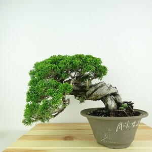 盆栽 真柏 樹高 上下 約19cm しんぱく Juniperus chinensis シンパク “ジン シャリ” ヒノキ科 常緑樹 観賞用 小品 現品