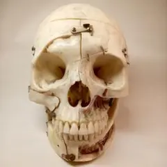 骨董　頭蓋骨 骨格標本 骸骨 　髑髏　リアル　アンティーク　歯科医院　 人体模型