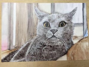 オリジナル 手描きイラスト ポストカード 猫 複製画 ブリティッシュショートヘア 水彩 【あおきしずか】