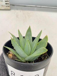 8139 「多肉植物」アロエ ポリフィラ【実生・成長順調厳選株・Aloe polyphylla・多肉植物・発根】