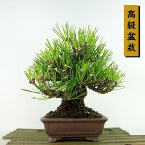 盆栽 松 黒松 樹高 約20cm くろまつ 高級盆栽 Pinus thunbergii クロマツ マツ科 常緑針葉樹 観賞用 小品 現品