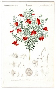 1849年 Orbigny 万有博物事典 鋼版画 手彩色 植物学 Pl.34 クサトベラ科 レケナウルチア属 ハツコイソウ Leschenaultia formosa