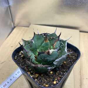 希少種 Agave titanota FO-076 アガベ　チタノタ オテロイ　FO-076 Oteroi SuperBall多肉植物 アガベ　オテロイボールタイプ強棘 