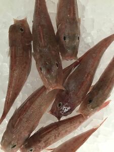 カナガシラ　1キロ（追加購入可能）送料一律 鮮度抜群 愛媛県豊後水道産漁師直送 他鮮魚アリ！ 冷凍発送！　ホウボウの仲間