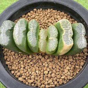（≧∇≦）多肉植物 ハオルチア 玉扇