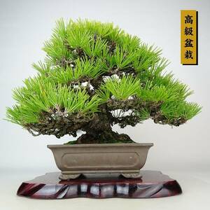 盆栽 松 黒松 樹高 約27cm くろまつ 高級盆栽 Pinus thunbergii クロマツ マツ科 常緑針葉樹 観賞用 現品