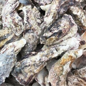 牡蠣殻 1kg 飼育水のPH（ペーハー）調整用 カキガラ かきがら　アクアリウム 飼育用品 水質調整 濾過 ろ材 浄化 錦鯉 金魚 メダカ