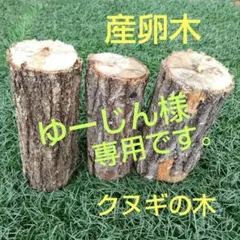 産卵木【クヌギ】